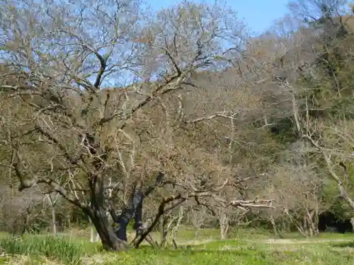 圓久寺（円久寺）の自然