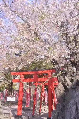 於菊稲荷神社の鳥居