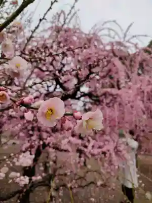結城神社の自然