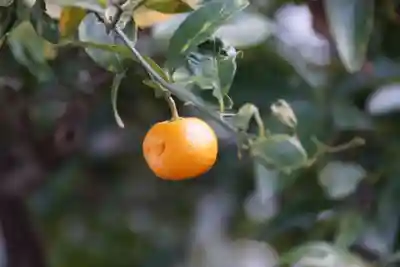 田村神社(香川県)