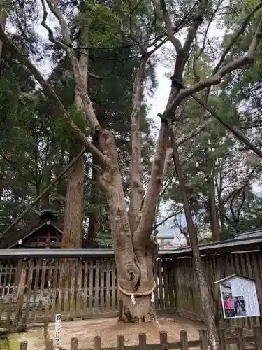 天岩戸神社(宮崎県)