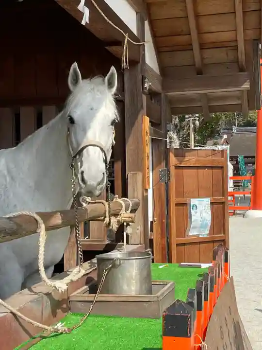 賀茂別雷神社(上賀茂神社)の動物