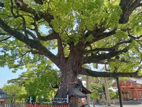 百舌鳥八幡宮(大阪府)
