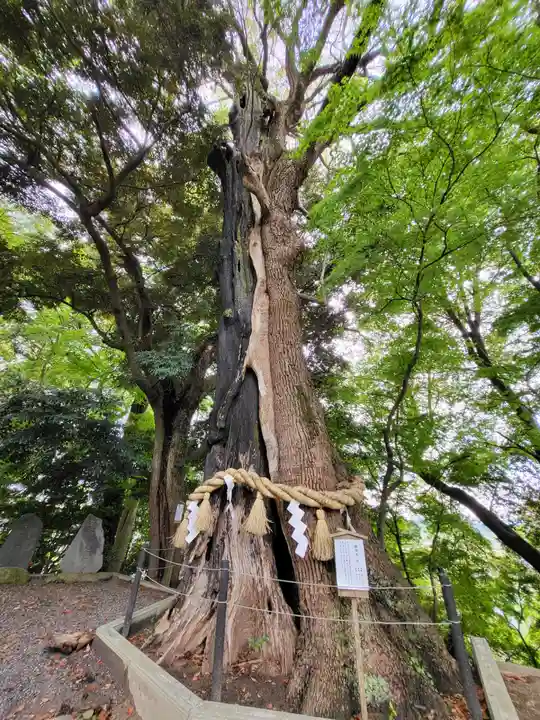 常陸國總社宮(茨城県)