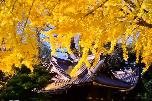 玉敷神社(埼玉県)