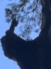 霧島神宮の自然