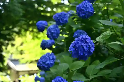 明月院(神奈川県)