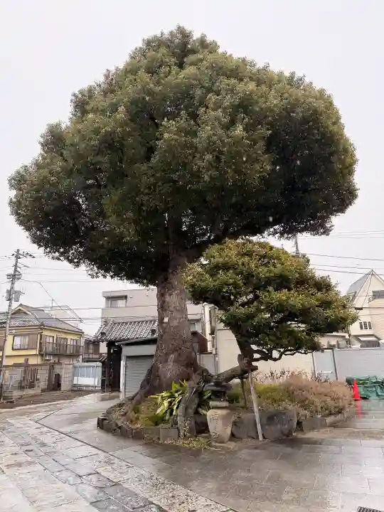観音寺の{uncategorized: "未分類", other: "その他", undefined: "問題あり", building: "その他建物", grave: "お墓", sacred_gate: "鳥居", guardian: "狛犬", statue: "像", buddha: "仏像", history: "歴史", nature: "自然", garden: "庭園", animal: "動物", pagoda: "塔", temizu: "手水舎", mountain_gate: "山門・神門", sanctuary: "本殿・本堂", subordinate: "末社・摂社", art: "芸術", scenery: "景色", jizo: "地蔵", ema: "絵馬", goshuin: "御朱印", omikuji: "おみくじ", items: "授与品その他", amulet: "お守り", goshuincho: "御朱印帳", eats: "食事", festival: "お祭り", votive_dance: "神楽", shichigosan: "七五三参", wedding: "結婚式", experience: "体験その他", initially: "初詣", around: "周辺", anti_infection: "感染症対策"}