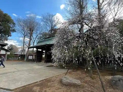 峯ヶ岡八幡神社(埼玉県)