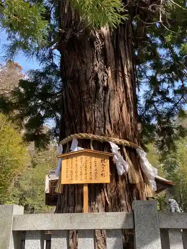 諏訪大社下社秋宮の自然