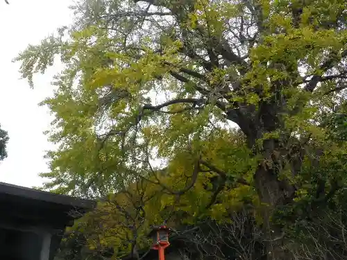 荏柄天神社の自然