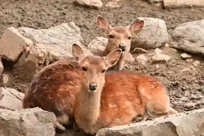 鹿島神社(愛媛県)