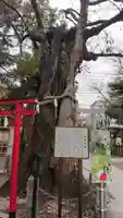 新田神社の自然