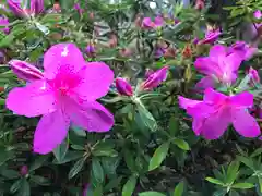 菊田神社の自然