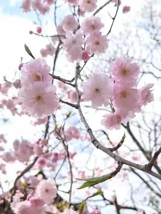 阿智神社の自然