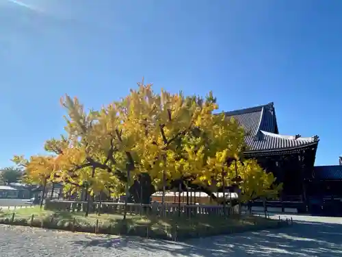 本願寺（西本願寺）(京都府)