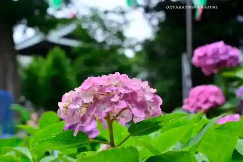 白山神社(東京都)