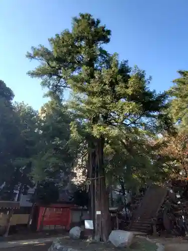 駒込富士神社の自然