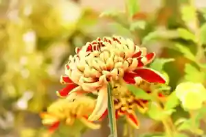 金蛇水神社(宮城県)(2023年09月09日(土) 09時13分36秒投稿)