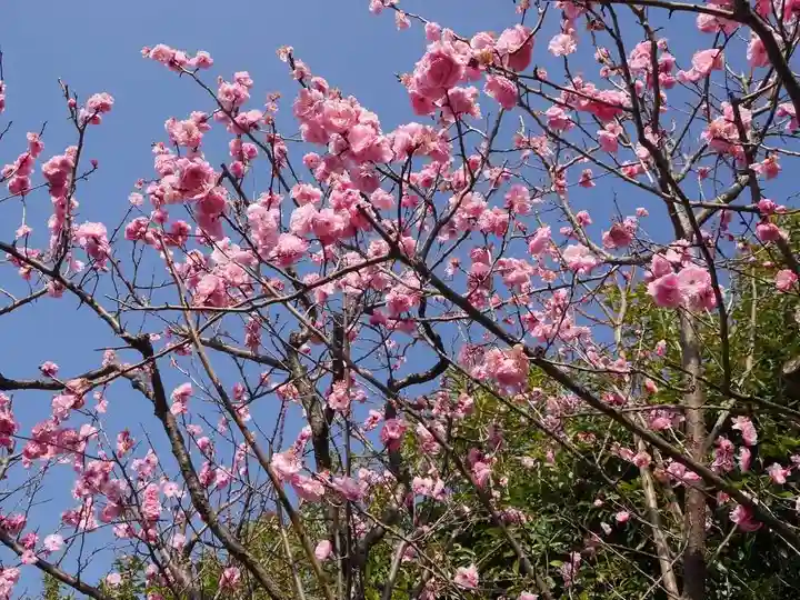 大坊本行寺の自然
