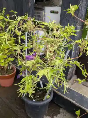 谷中 妙福寺(東京都)