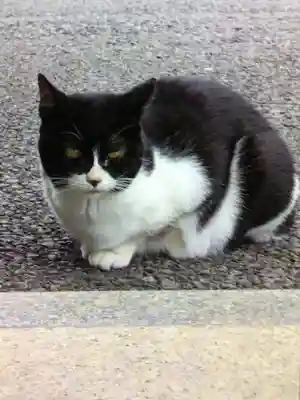 白金氷川神社(東京都)