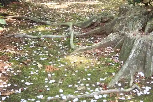 豪徳寺(東京都)