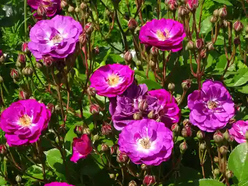 阿邪訶根神社の自然