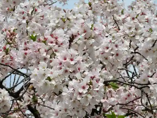 東本願寺の自然