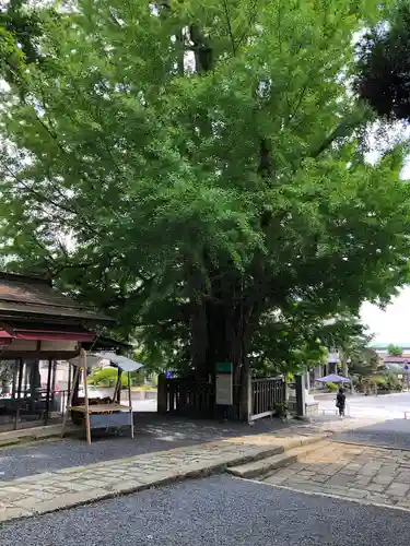 熊野大社の自然