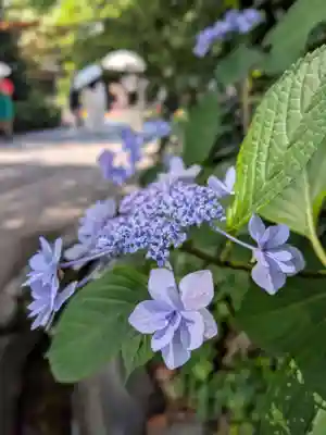 阿佐ヶ谷神明宮(東京都)