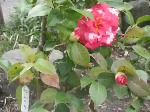 大巧寺(神奈川県)