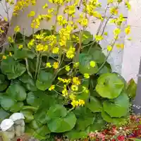 寿量山 速成寺の自然