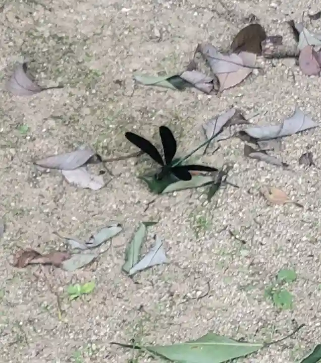 三奈良神社(愛媛県)