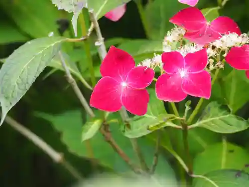 長壽寺（長寿寺）の自然