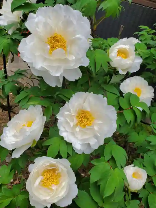 神炊館神社 ⁂奥州須賀川総鎮守⁂の自然