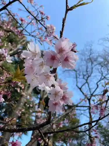 桜神宮(東京都)