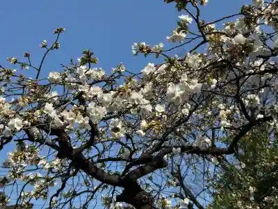 尾久八幡神社の{uncategorized: "未分類", other: "その他", undefined: "問題あり", building: "その他建物", grave: "お墓", sacred_gate: "鳥居", guardian: "狛犬", statue: "像", buddha: "仏像", history: "歴史", nature: "自然", garden: "庭園", animal: "動物", pagoda: "塔", temizu: "手水舎", mountain_gate: "山門・神門", sanctuary: "本殿・本堂", subordinate: "末社・摂社", art: "芸術", scenery: "景色", jizo: "地蔵", ema: "絵馬", goshuin: "御朱印", omikuji: "おみくじ", items: "授与品その他", amulet: "お守り", goshuincho: "御朱印帳", eats: "食事", festival: "お祭り", votive_dance: "神楽", shichigosan: "七五三参", wedding: "結婚式", experience: "体験その他", initially: "初詣", around: "周辺", anti_infection: "感染症対策"}