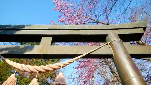 信濃神社の鳥居