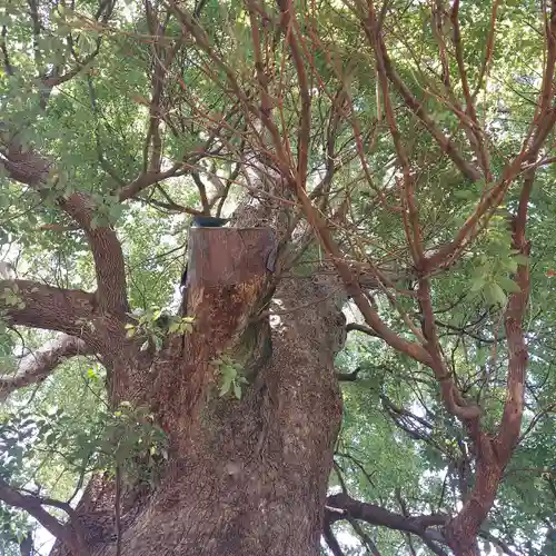 稲荷神社（村松原）の自然