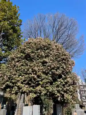 養国寺(東京都)