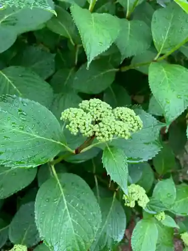 五井山 妙善院の自然