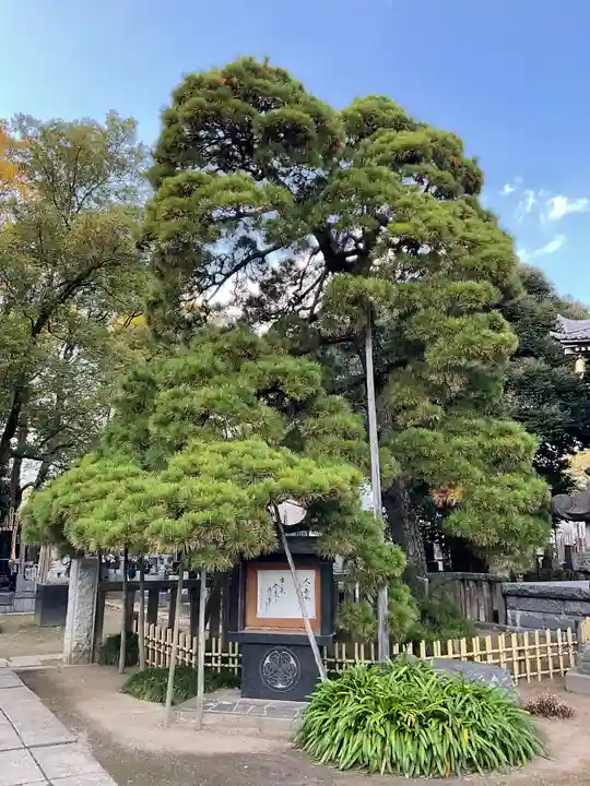 国土安穏寺の自然