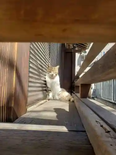 荻窪白山神社の動物