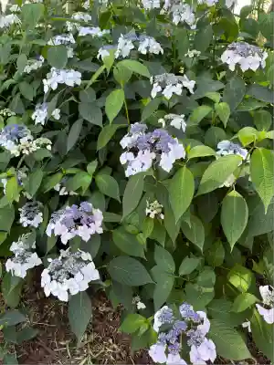 市杵島神社（高萩八幡宮境内社）(茨城県)