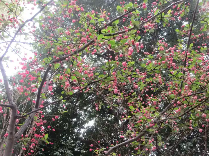 川越八幡宮(埼玉県)