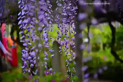 亀戸天神社(東京都)