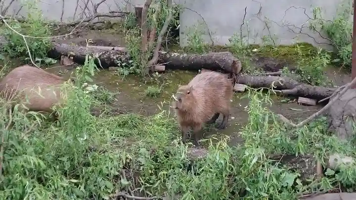 旭川神社の動物