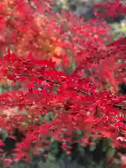 北口本宮冨士浅間神社の自然