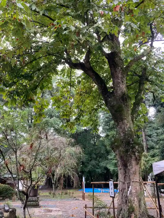 小御門神社(千葉県)